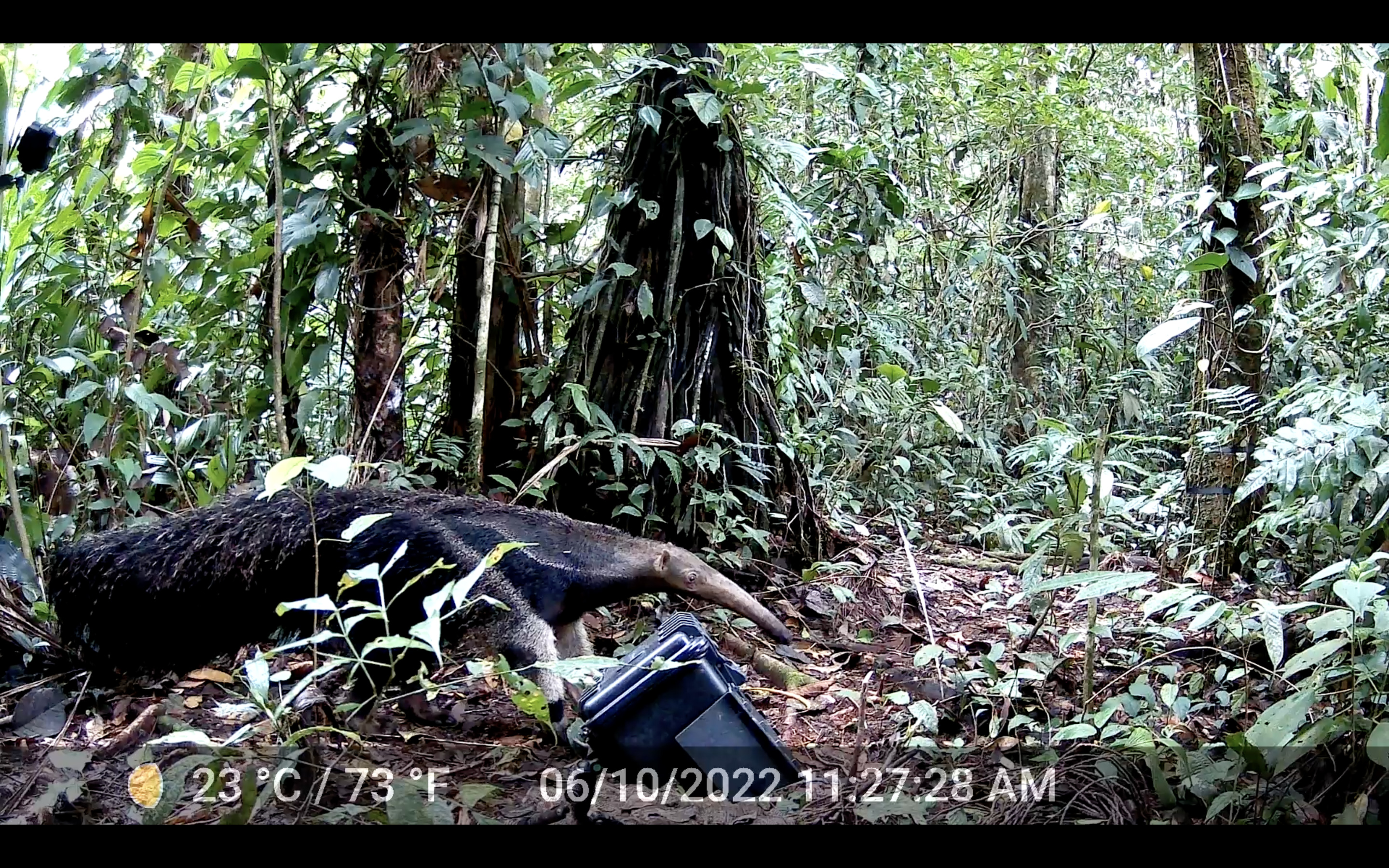 Osos hormigueros y perros de monte regresan a la Selva del Chocó